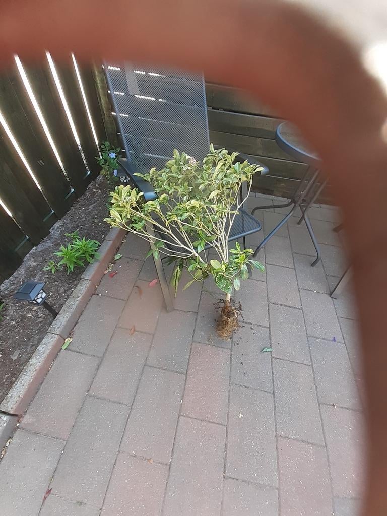 Skimmia, Ophalen, Volle zon, Overige soorten, 100 tot 250 cm