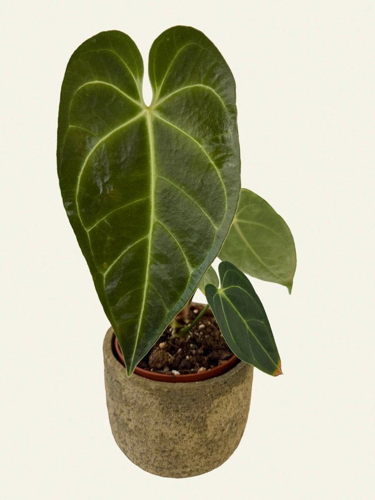 Anthurium Regale, Huis en Inrichting, Ophalen of Verzenden, Halfschaduw, Minder dan 100 cm