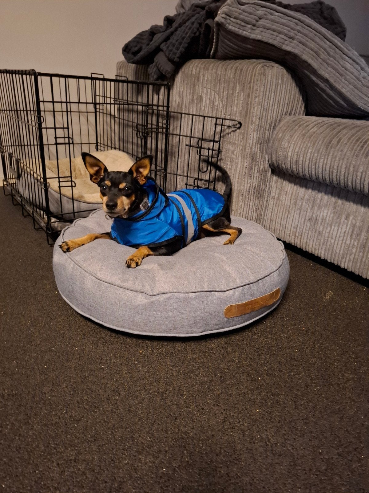 gezocht oppas voor dwerg pinscher, Ophalen