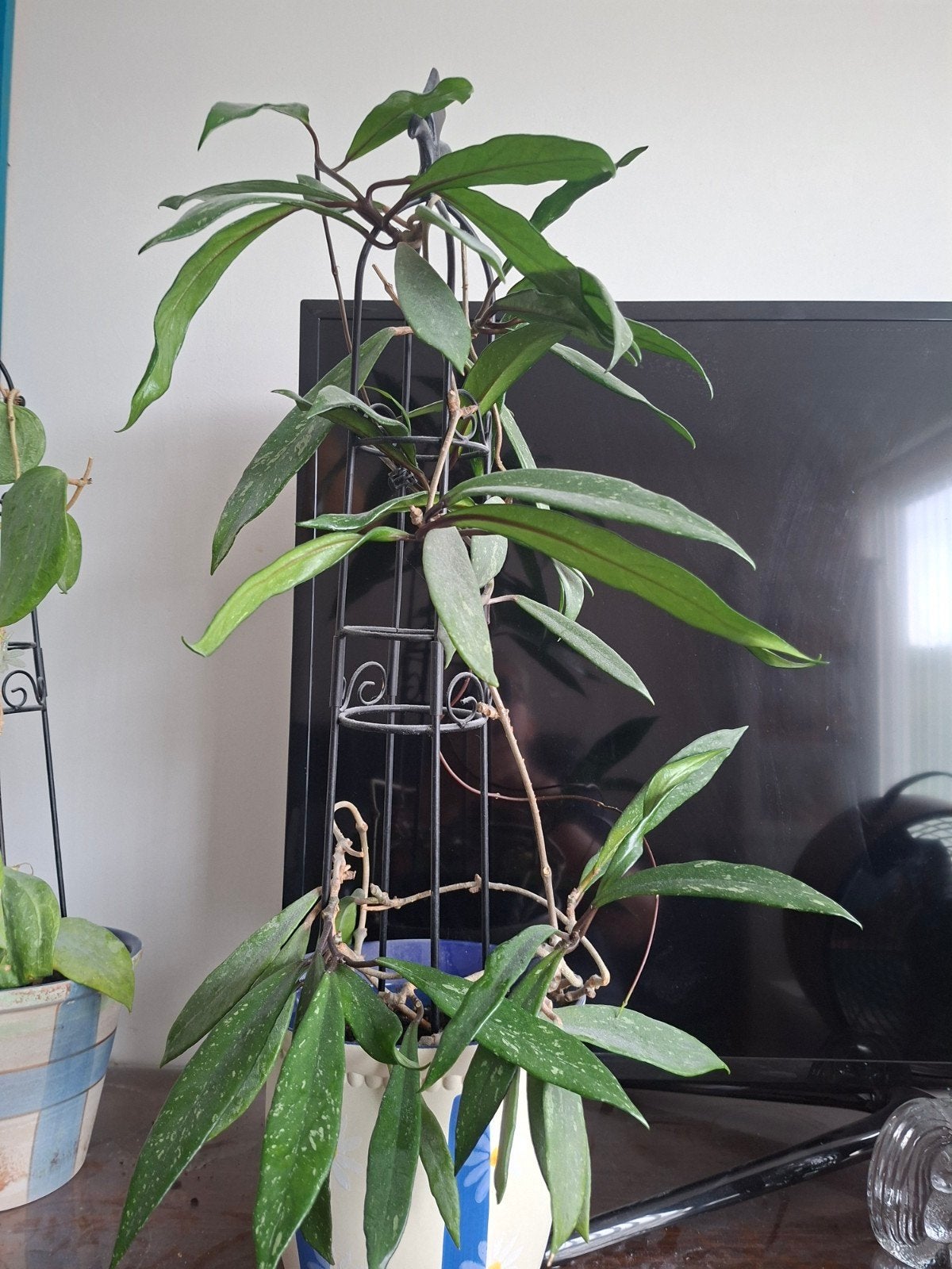 Hoya pubicalyx, Ophalen