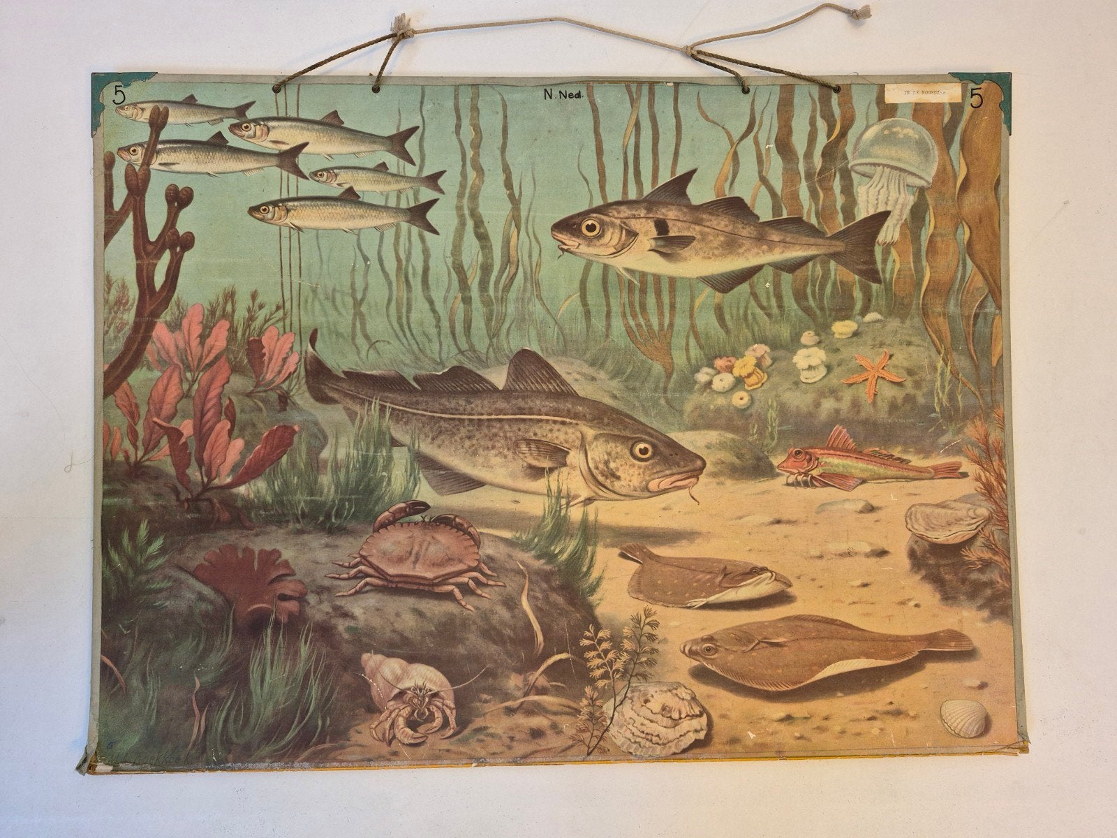 Vintage schoolplaat "In de Noordzee" van M.A. Koekkoek
M.A., Ophalen, Natuur en Biologie