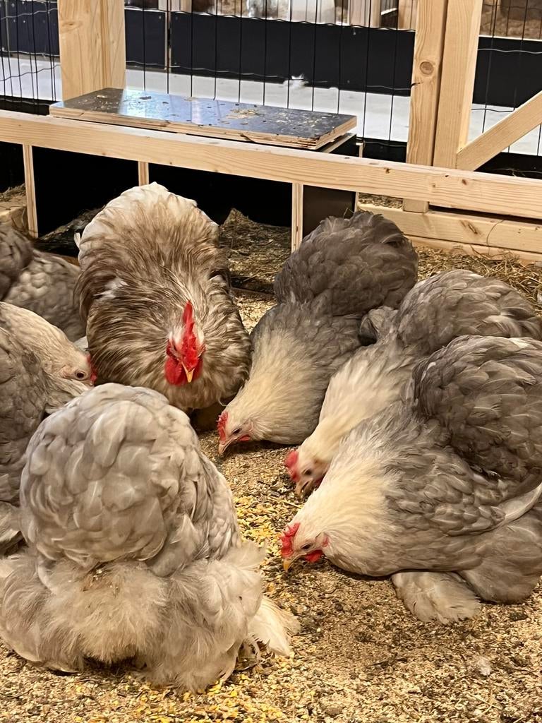 Briedeieren cochinkriel kippen op kleur, Dieren en Toebehoren, Pluimvee, Geslacht onbekend, Kip