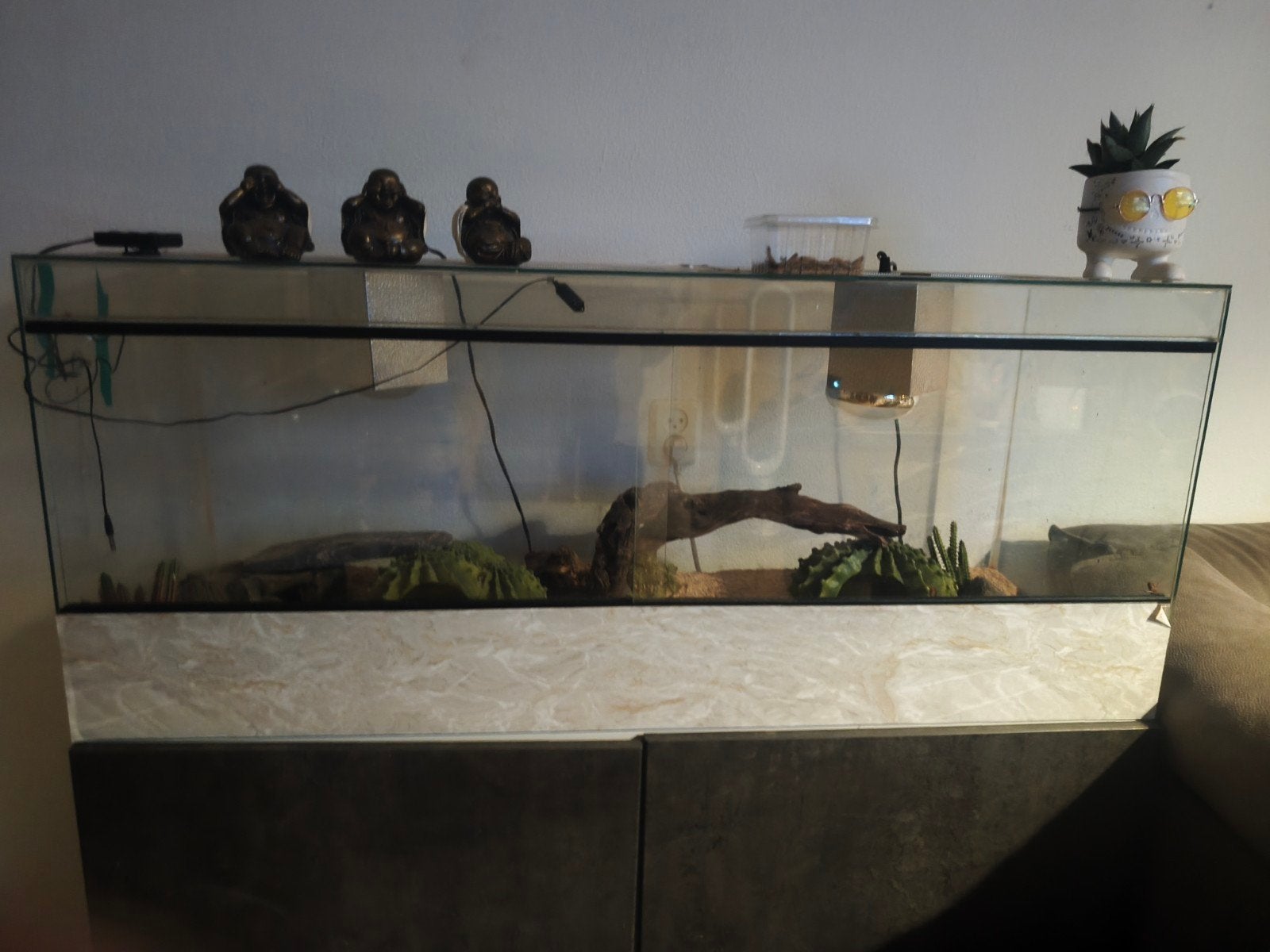 terrarium, Ophalen, Gebruikt, Terrarium of Paludarium