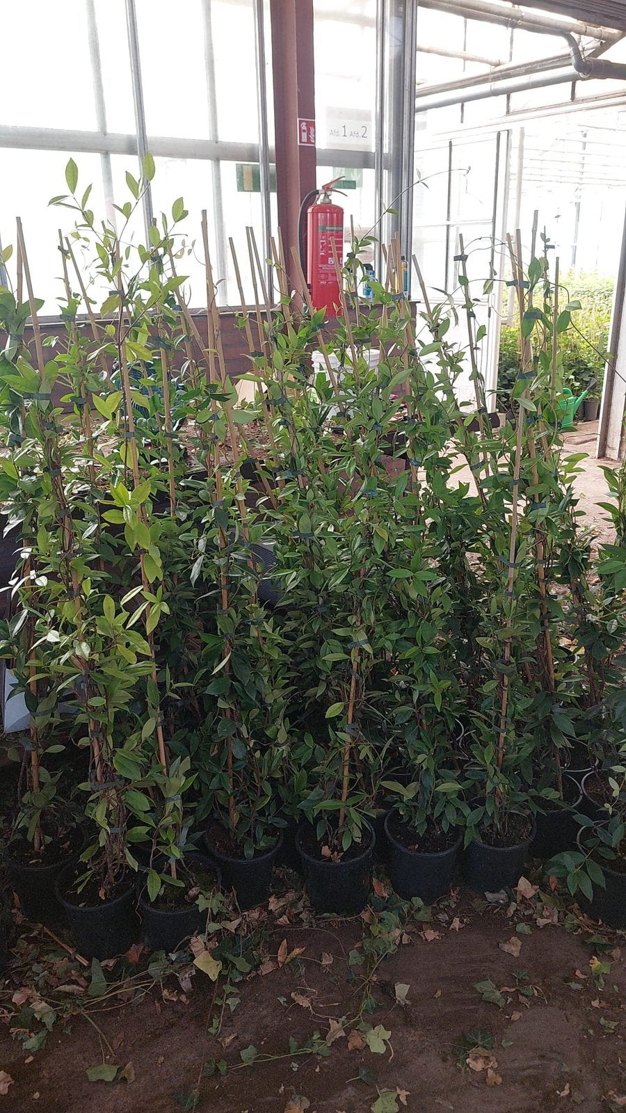 Toscaanse jasmijnen 125/150 hoog partij  nu slechts 7,95 pst, Tuin en Terras, Planten | Tuinplanten, Ophalen, Volle zon, Vaste plant