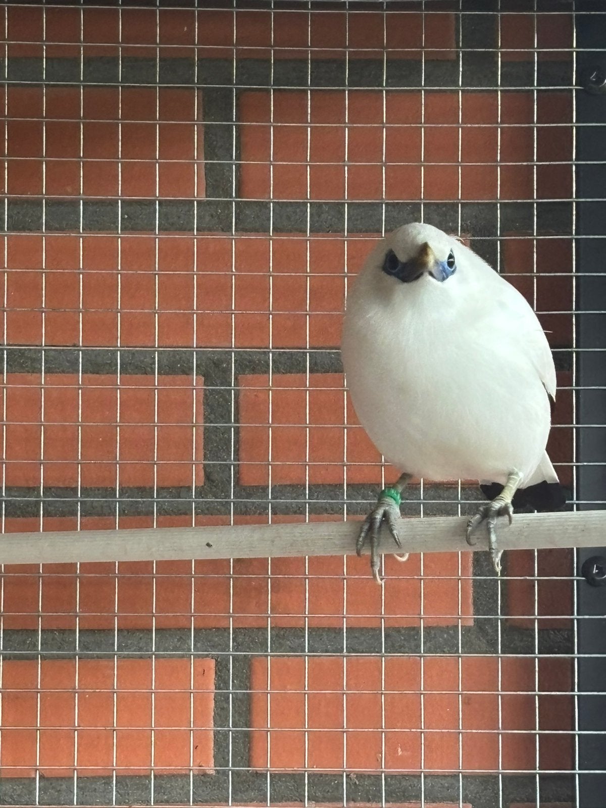 Koppel bali spreeuwen, Dieren en Toebehoren, Vogels | Overige Vogels, Meerdere dieren
