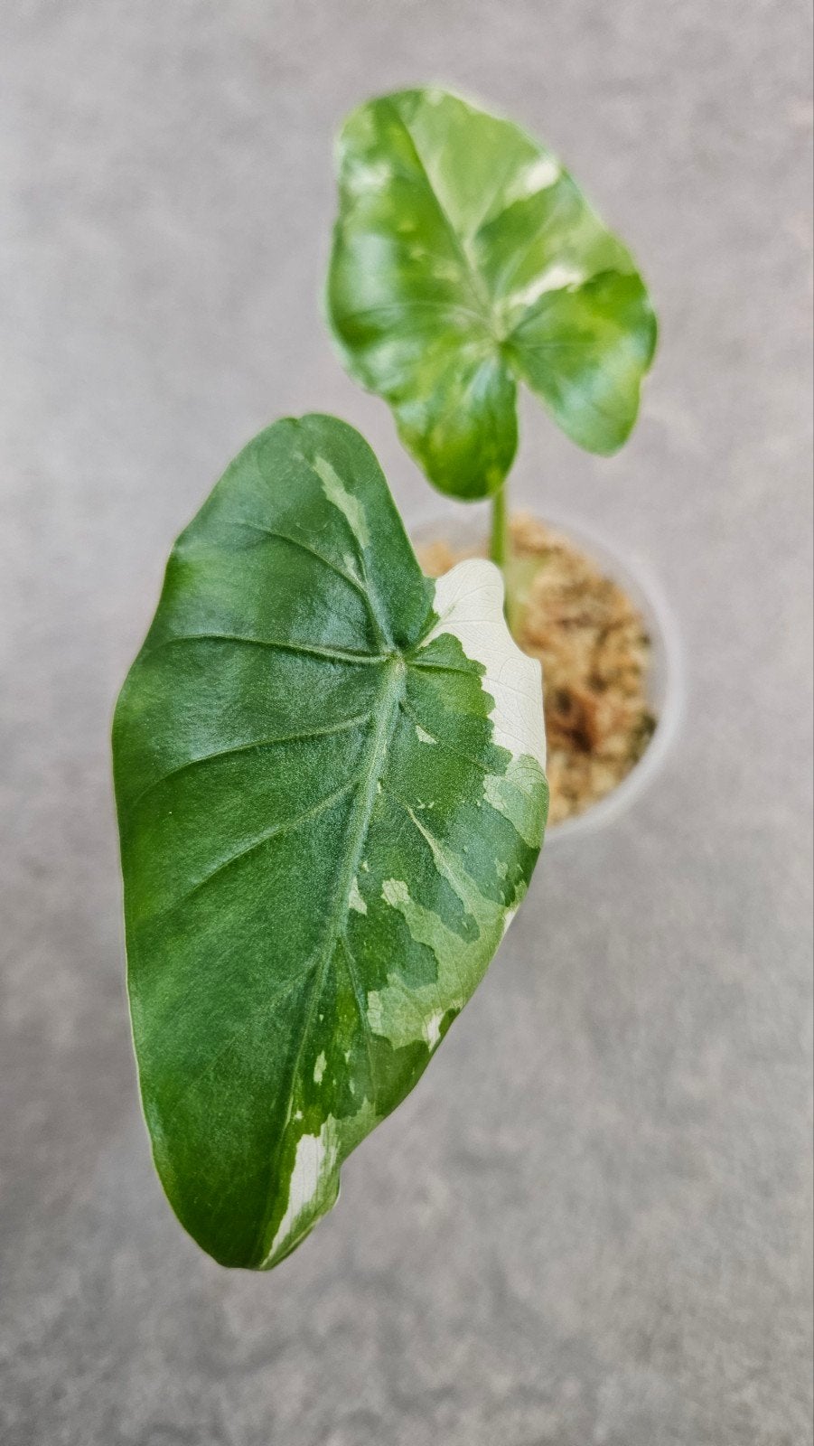 Alocasia Okinawa Silver Variegata, Ophalen of Verzenden, Halfschaduw, Minder dan 100 cm