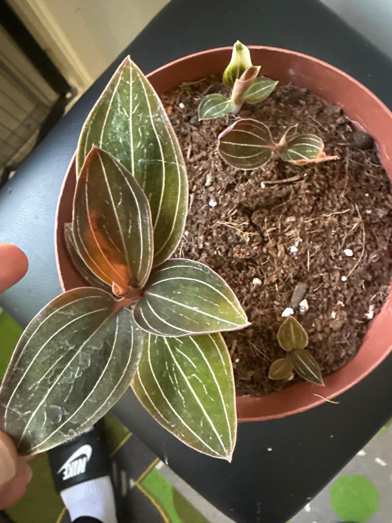 Ludisia discolor (Jewel Orchid) - Prachtige Juweelorchidee, Tuin en Terras, Planten | Tuinplanten, Overige soorten, Vaste plant