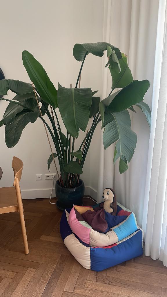 Bird of Paradise Plant, Ophalen, Palm, Halfschaduw, In pot