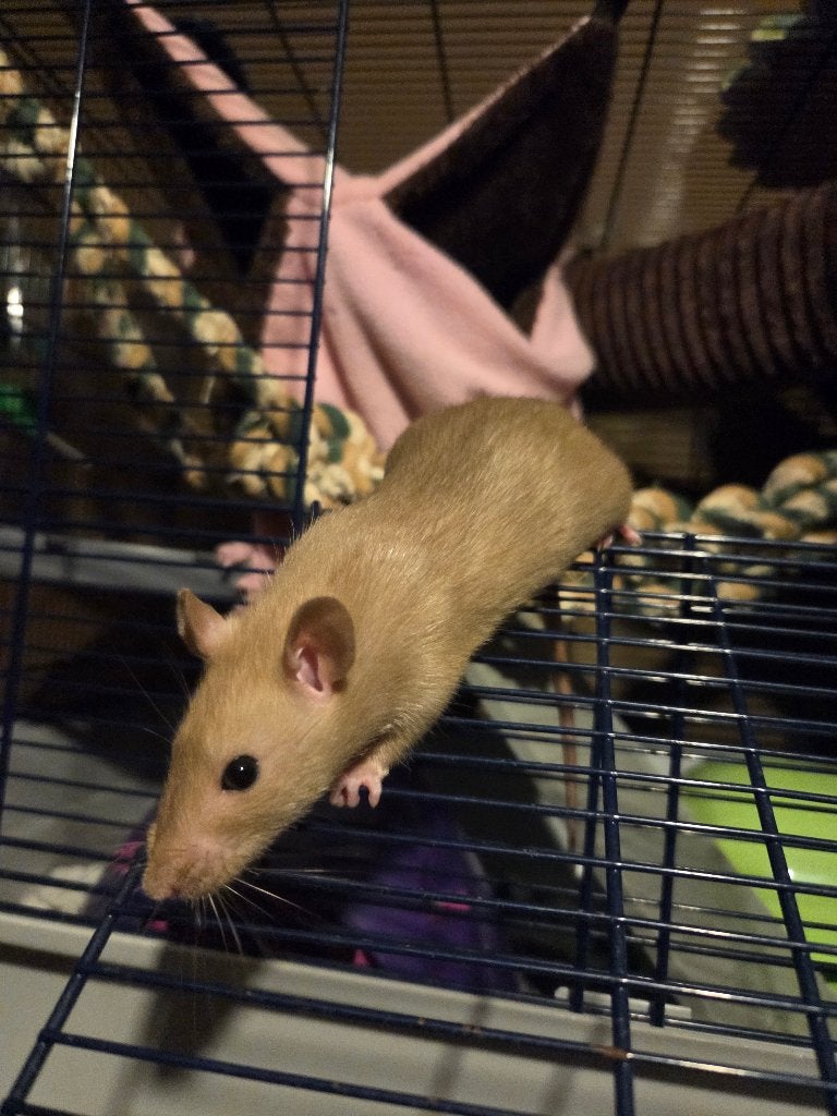 tamme rat, Dieren en Toebehoren, Rat, Juni, Vrouwelijk, Tam