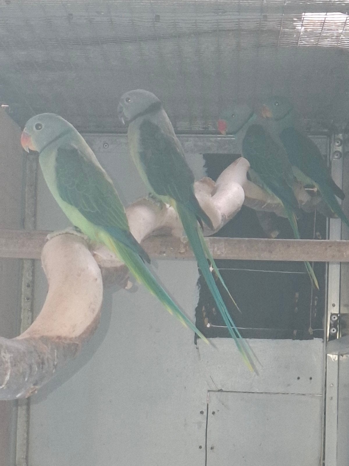 malabar, Dieren en Toebehoren, Meerdere dieren, Parkiet