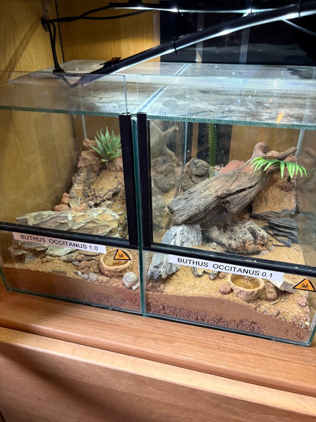 Verschillende schorpioenen met terrarium, Ophalen, Zo goed als nieuw