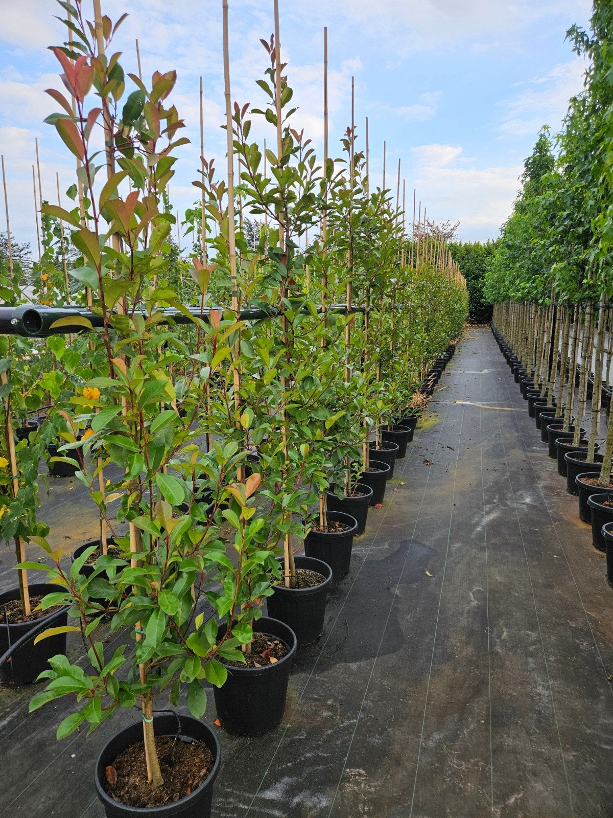 photinia 'Red Robin' te koop! glansmispel, Halfschaduw, Overige soorten, Lente, 100 tot 250 cm