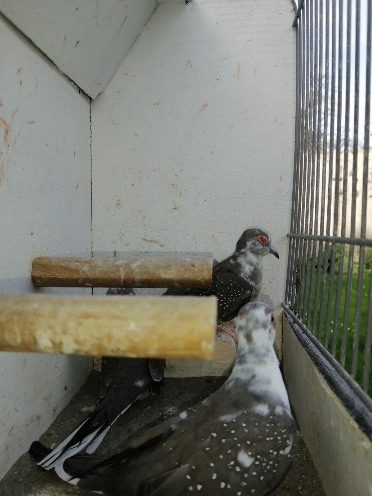 Bonte Diamantduifjes, 3 stuks, Dieren en Toebehoren