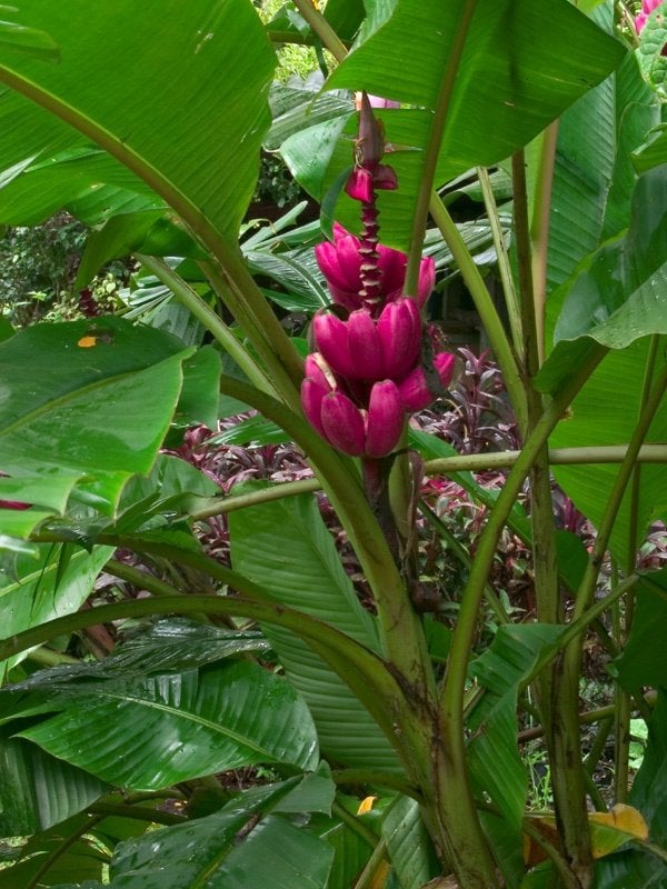 10 x Musa Velutina banaan zaden (verzenden kan ook) € 1,95, Ophalen, Gehele jaar, Volle zon, Zaad