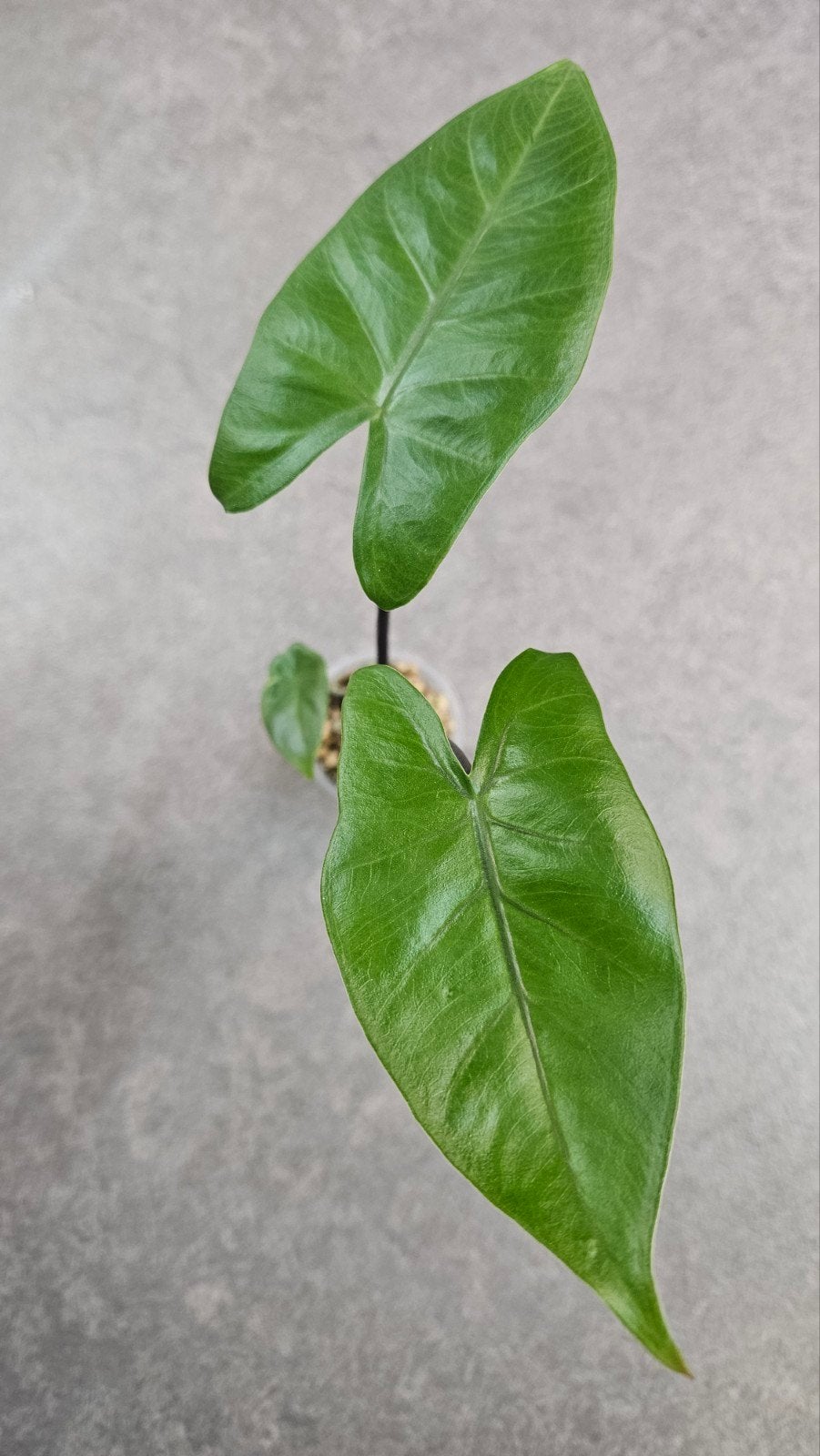 Alocasia Macrorrhiza Black Stem, Ophalen of Verzenden, Halfschaduw, Minder dan 100 cm