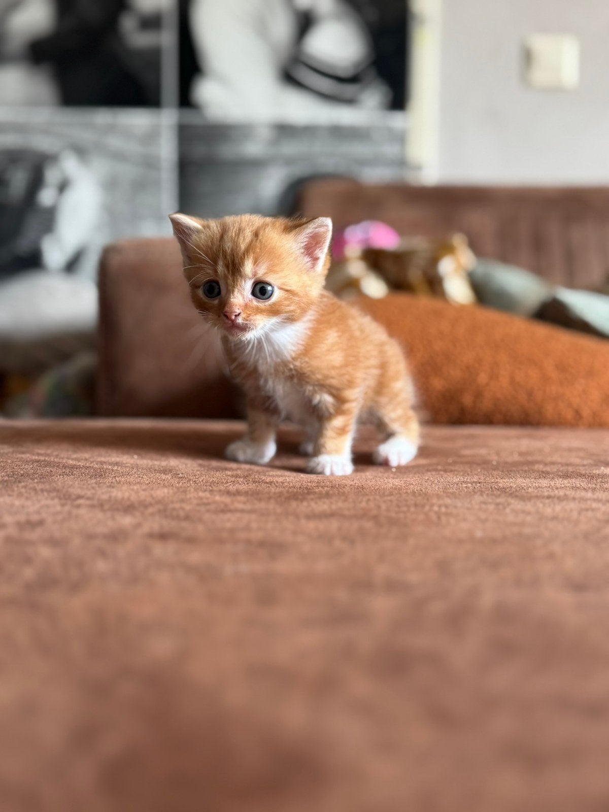 Kruizing kittens te koop, Meerdere dieren, Gechipt