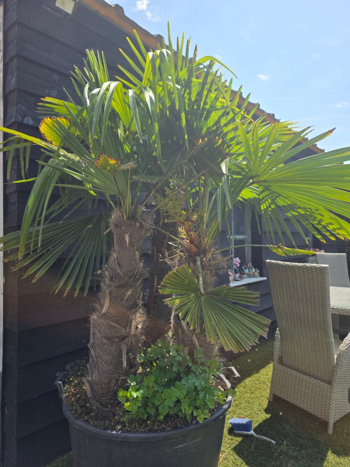 Trachycarpus Fortunei Zaailingen - Winterharde Palm, Ophalen, Overige soorten, Volle zon