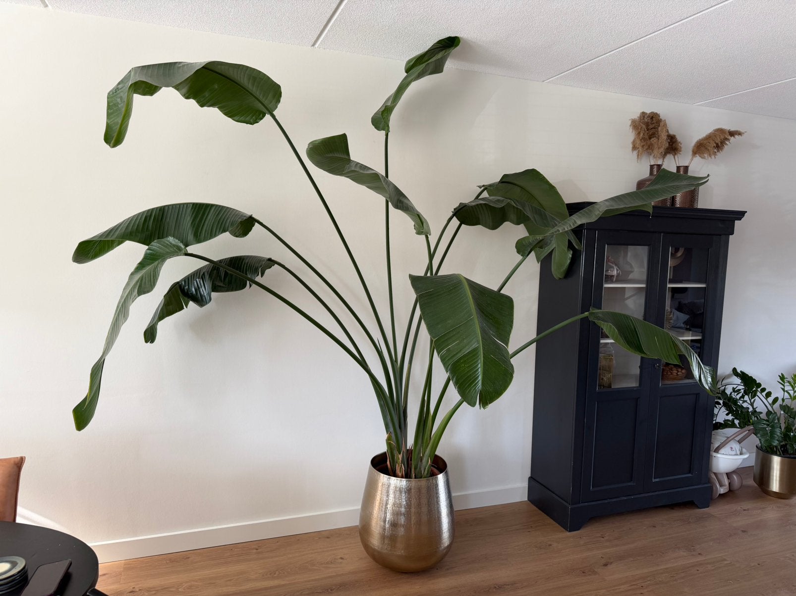 Grote Strelitzia Nicolai (230-260cm) zonder gouden vaas/pot!, Ophalen, 200 cm of meer, Overige soorten, Halfschaduw