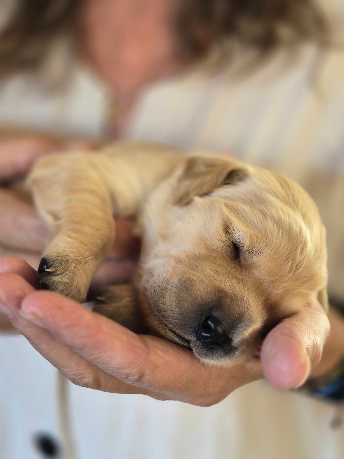 prachtige donkere Golden Retriever pups, Golden retriever, CDV (hondenziekte), 8 tot 15 weken, Meerdere dieren