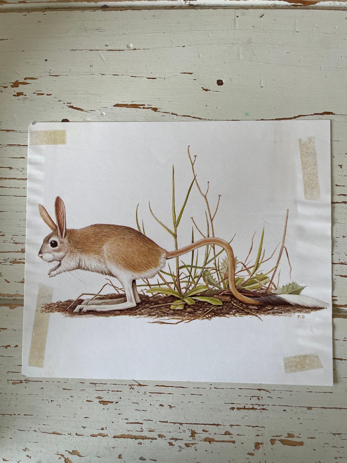 Vintage Artis Dierenprint: Springrat (Alactaga), Ophalen of Verzenden, Gebruikt, Overige soorten, Overige typen