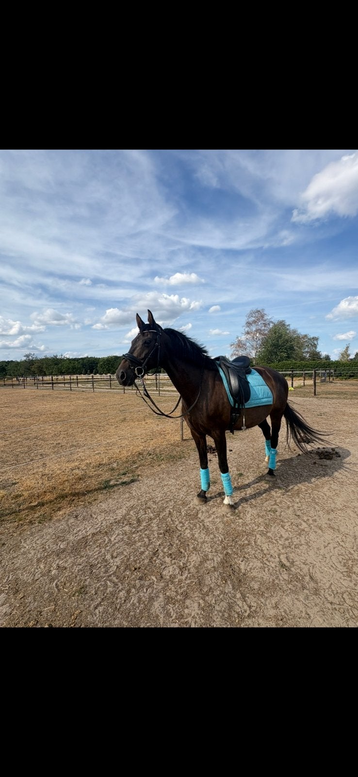 11 jarige merrie van el capone x zoëwendy prok stb, Dieren en Toebehoren, Paarden, Merrie, Met stamboom, M, Dressuurpaard