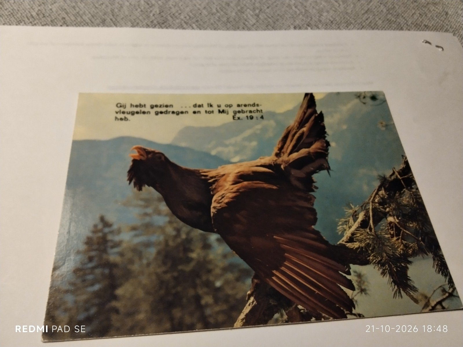 Vintage Ansichtkaart Auerhahn / Coq de Bruyère - Ongelopen, Ophalen of Verzenden, 1960 tot 1980, Ongelopen, Natuur