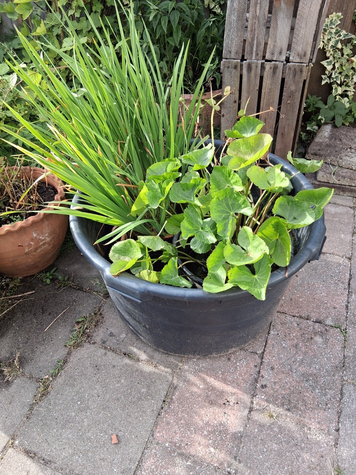 Vijver met waterplanten, Tuin en Terras, Vijvers, Ophalen, Gebruikt