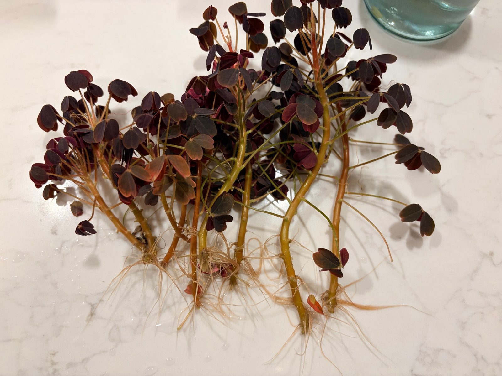Oxalis Plum Crazy - Gewortelde stekjes, Bloeiende kamerplant, Ophalen, Volle zon, Minder dan 100 cm