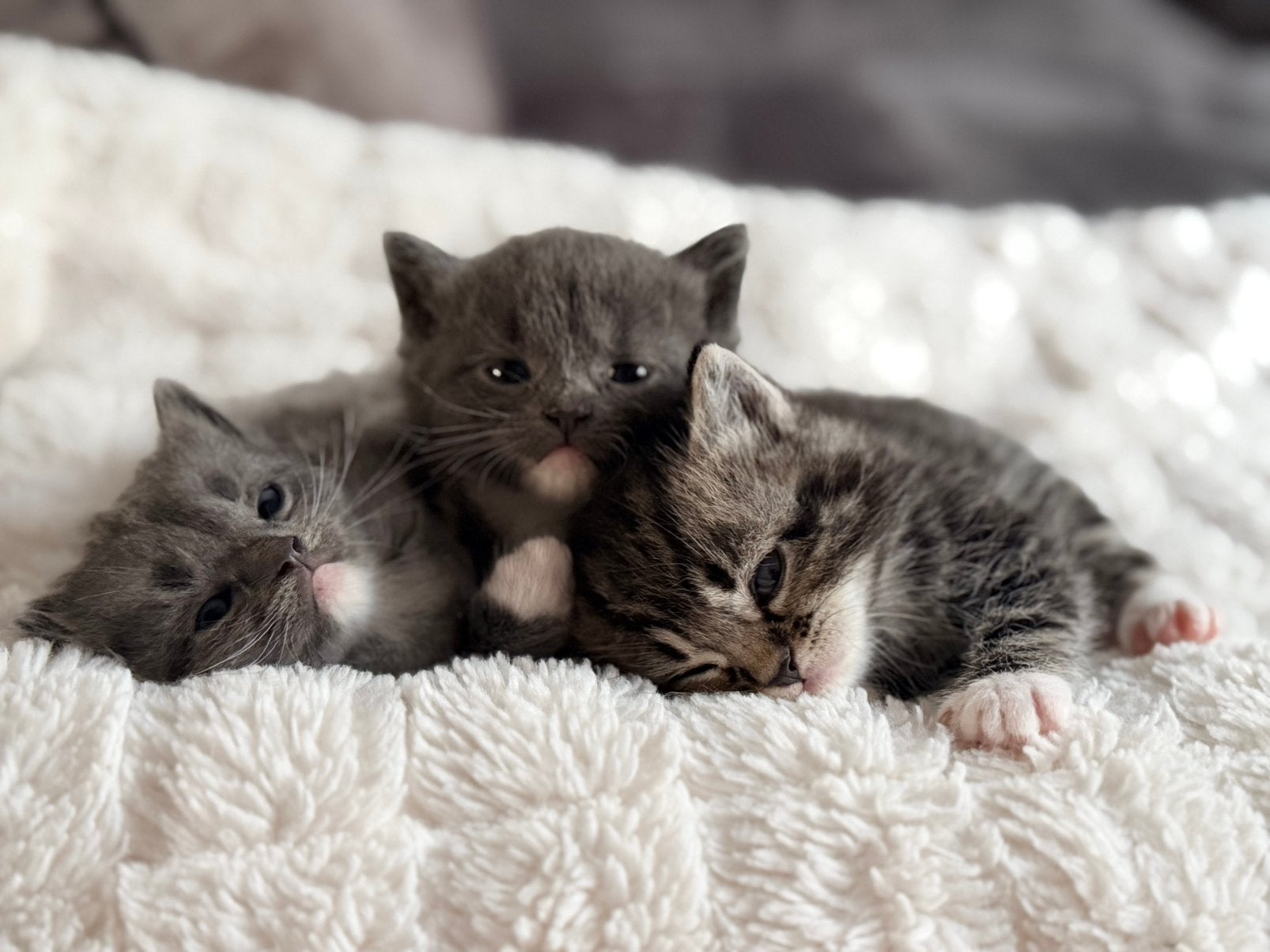 Ragdoll / Britse korthaar kittens 6x, Meerdere dieren, Gechipt, 0 tot 2 jaar