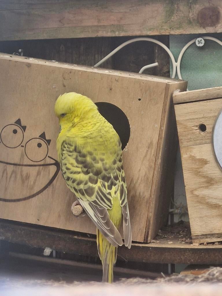 Engelse grasparkieten te koop!, Meerdere dieren, Parkiet, Geringd