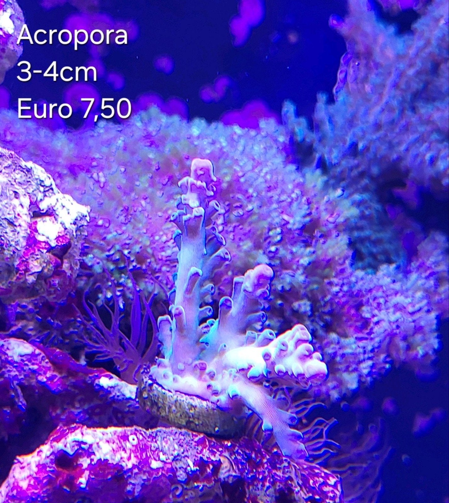Acropora stek, Overige typen