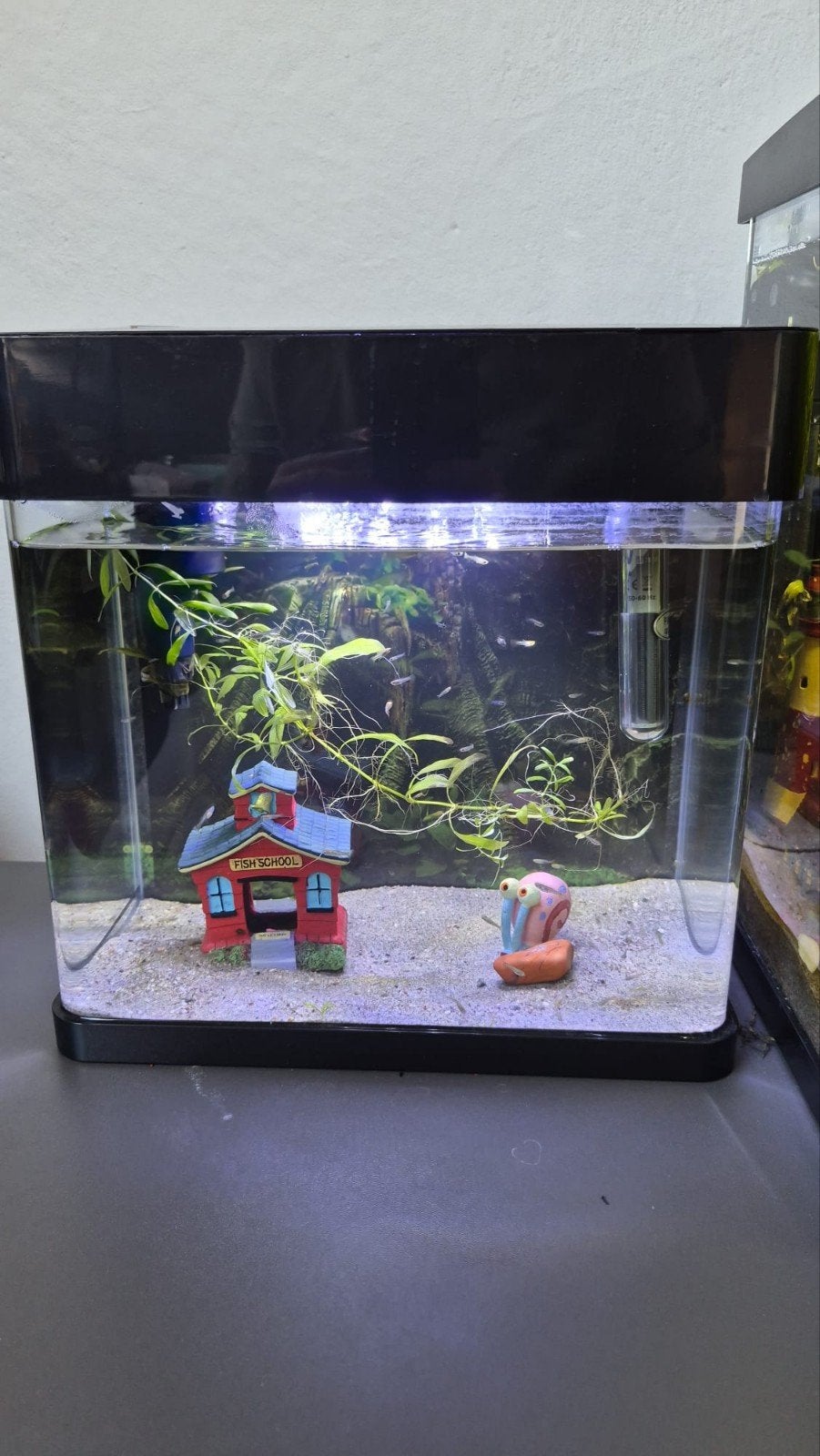 Mooi superfisch aqarium, Ophalen
