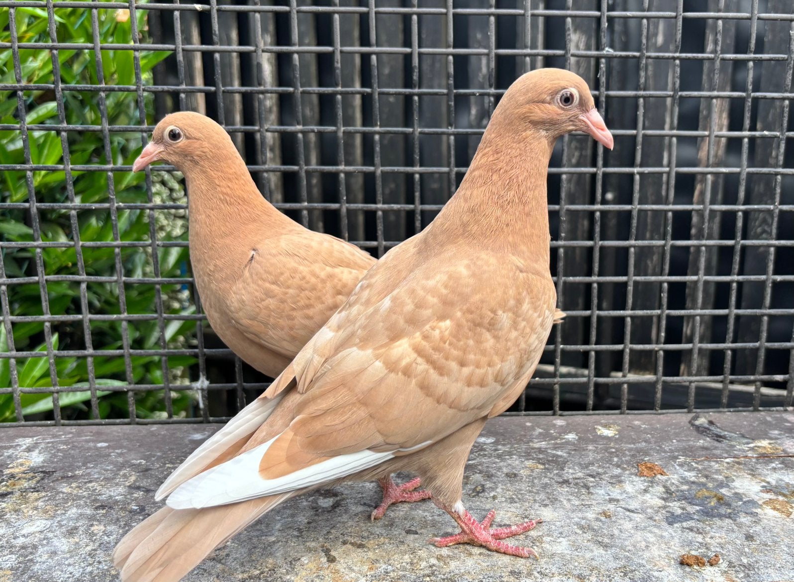Kleurpostduiven, duiven, postduiven, Dieren en Toebehoren, Meerdere dieren, Postduif