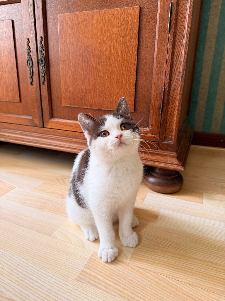 Brits Korthaar, Dieren en Toebehoren, Katten en Kittens | Raskatten | Korthaar, Poes, Gechipt, 0 tot 2 jaar