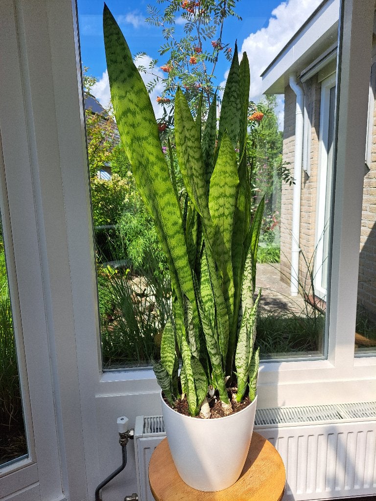 Sanseveria, Bloeiende kamerplant, Ophalen, Volle zon, Minder dan 100 cm