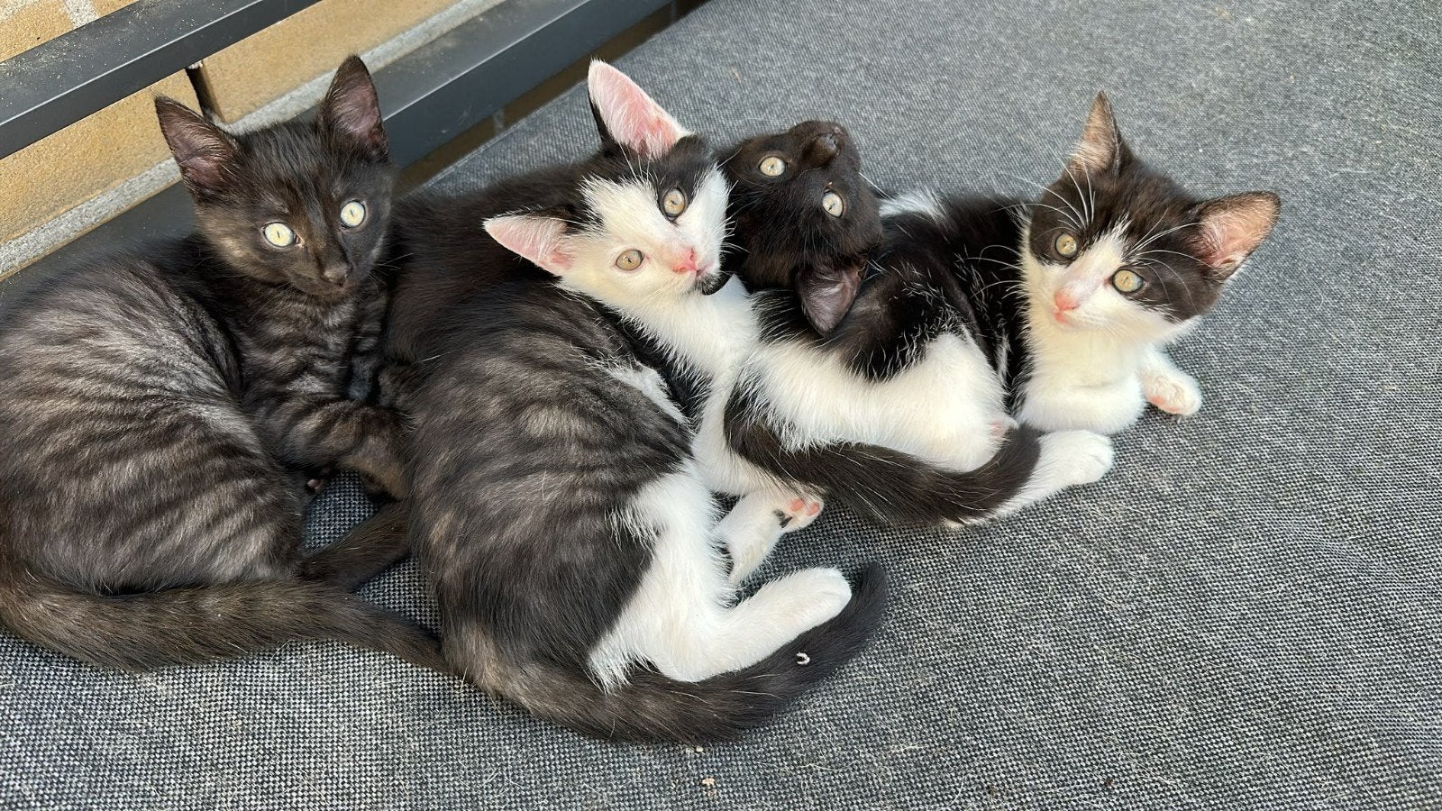 kittens te koop, Meerdere dieren, 0 tot 2 jaar