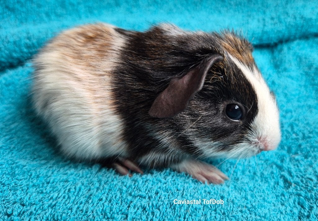 tweekleur dalmatiner ridgeback beer, Juli, Mannelijk, Cavia