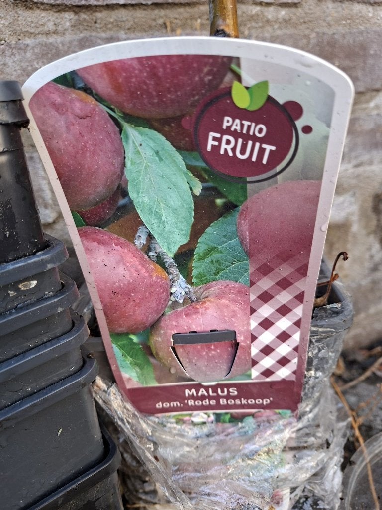Appelbom "Rode Boskop", Ophalen, Volle zon, Overige soorten, Minder dan 100 cm