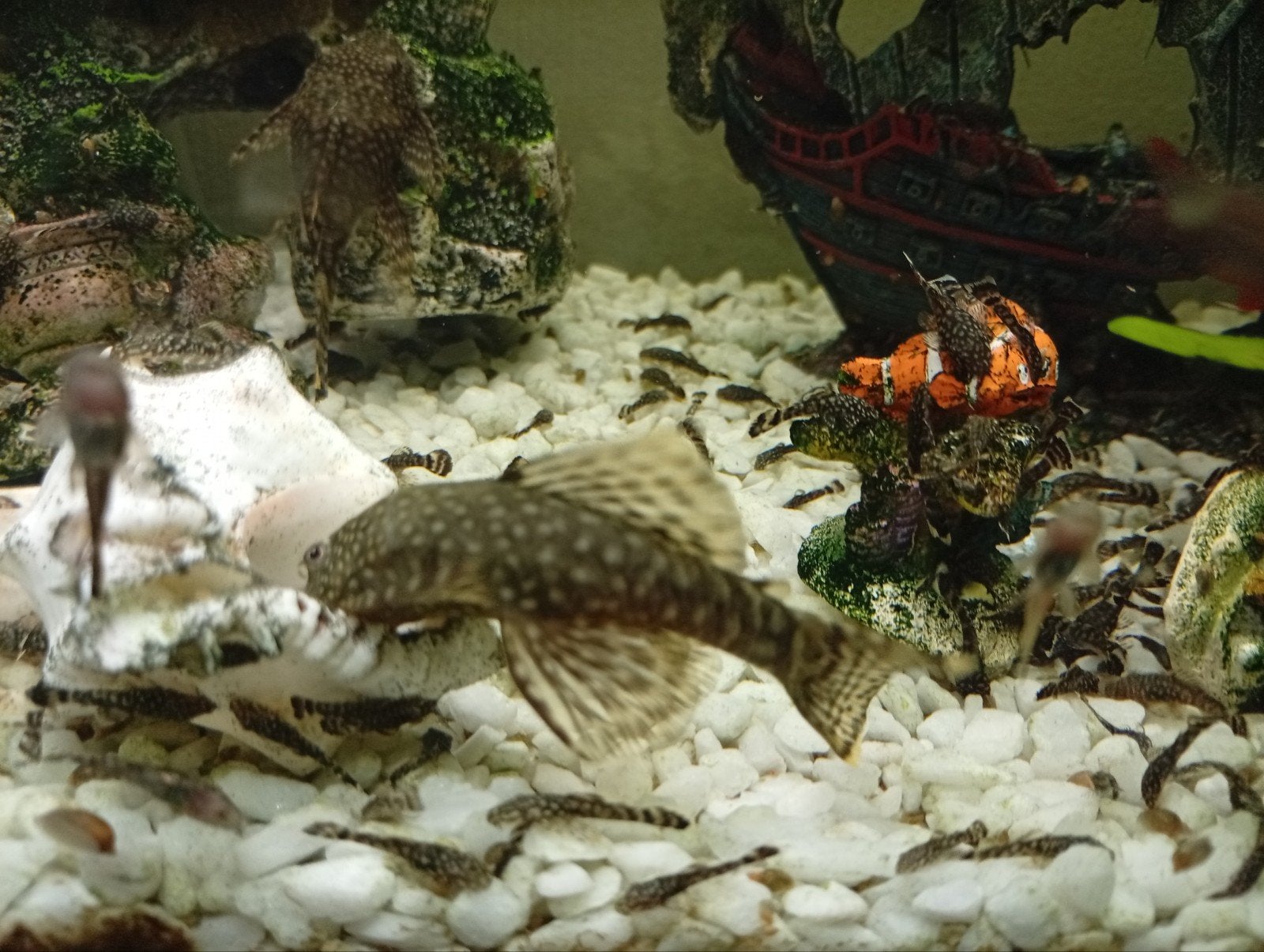 Borstelneus, Dieren en Toebehoren, Vissen | Aquariumvissen, Zoetwatervis, Schoolvis