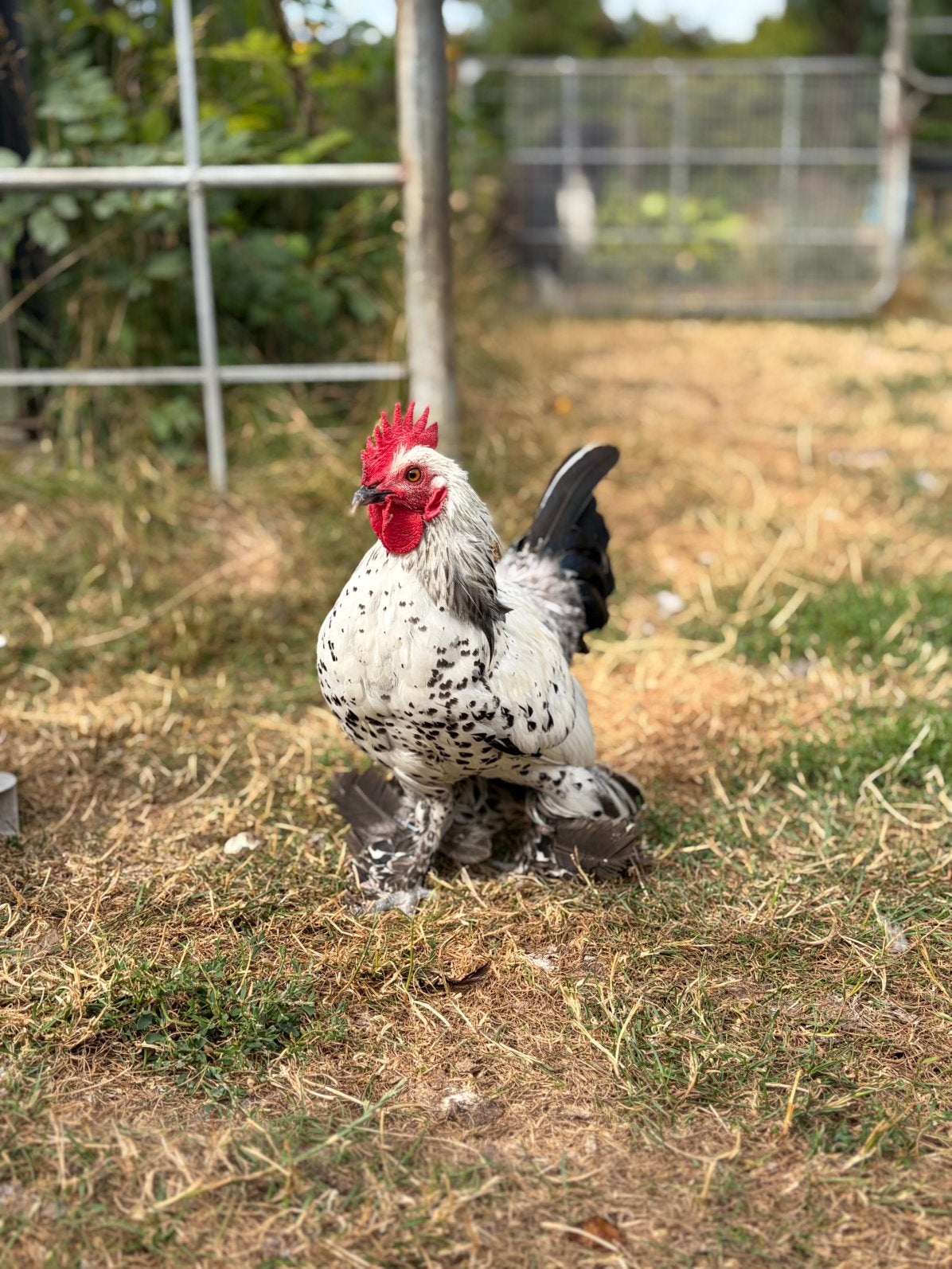 Sabelpootkriel haan - Zilver porselein, Dieren en Toebehoren, Pluimvee, Mannelijk, Kip