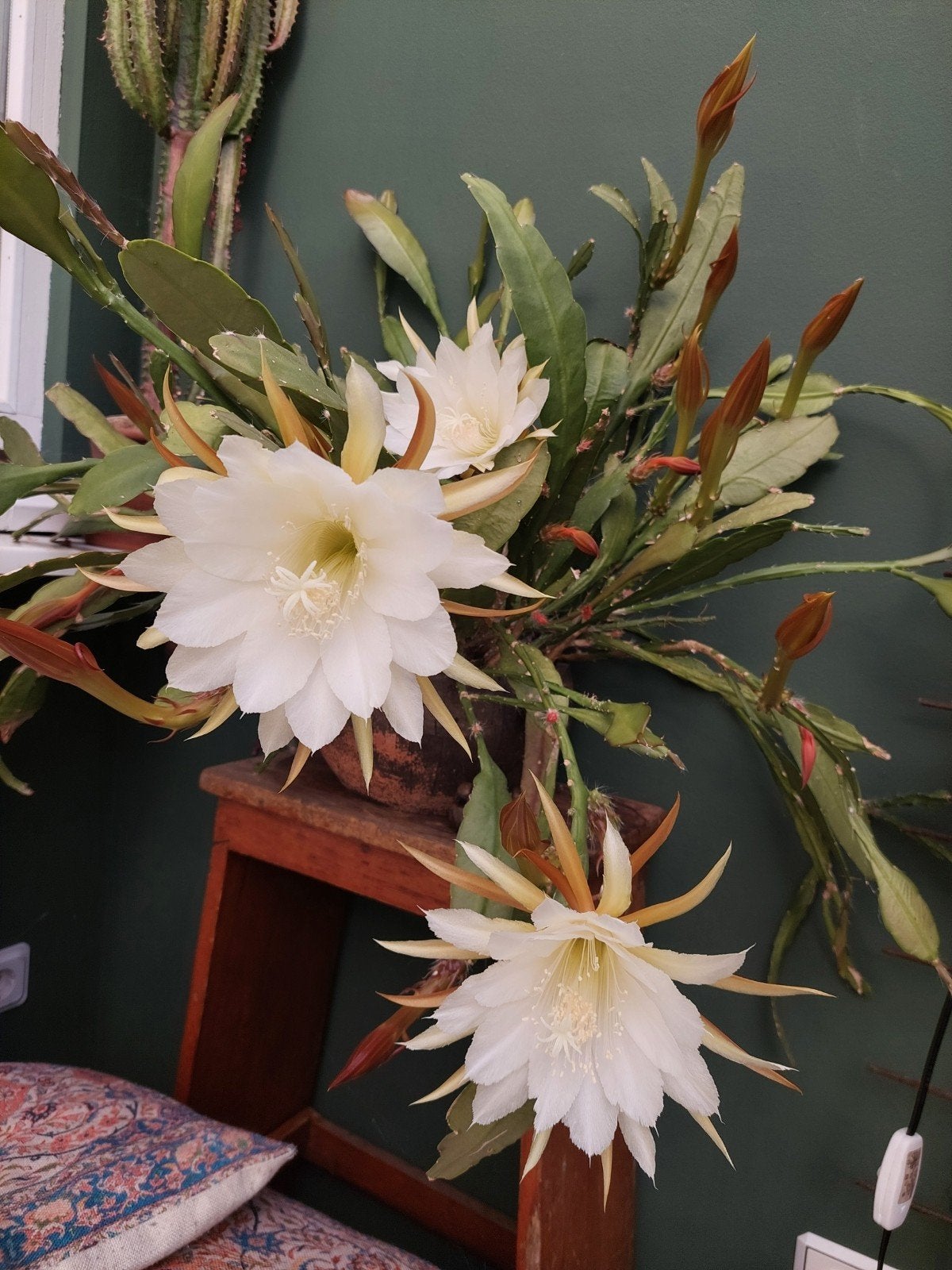 Epiphyllumstekken: Nachtcactus met prachtige witte bloemen, Ophalen of Verzenden, Halfschaduw, Minder dan 100 cm