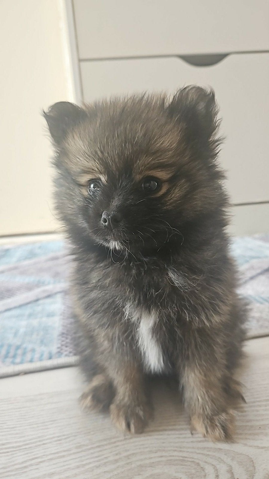 Pomeriaan puppy, Dieren en Toebehoren, Keeshond, 8 tot 15 weken, Teef, Eén hond