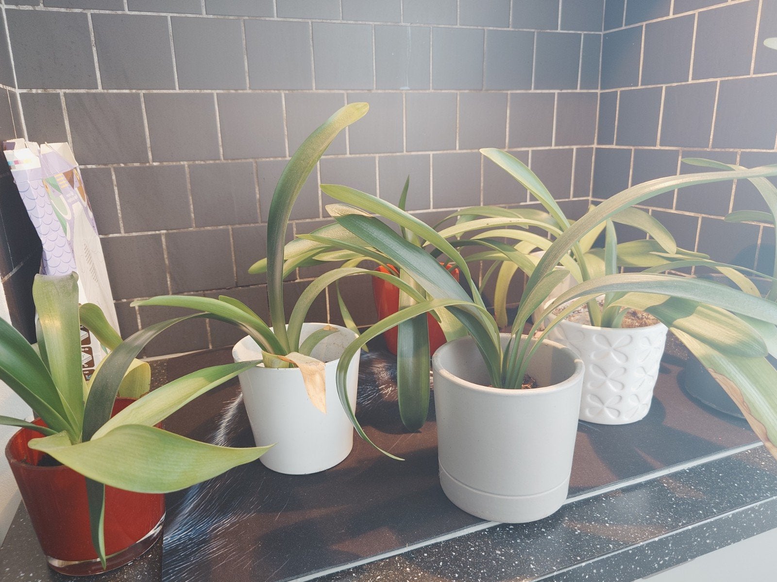 planten met pot, clivia miniat. nog maar twee over.a, Ophalen, Overige soorten, Volle zon