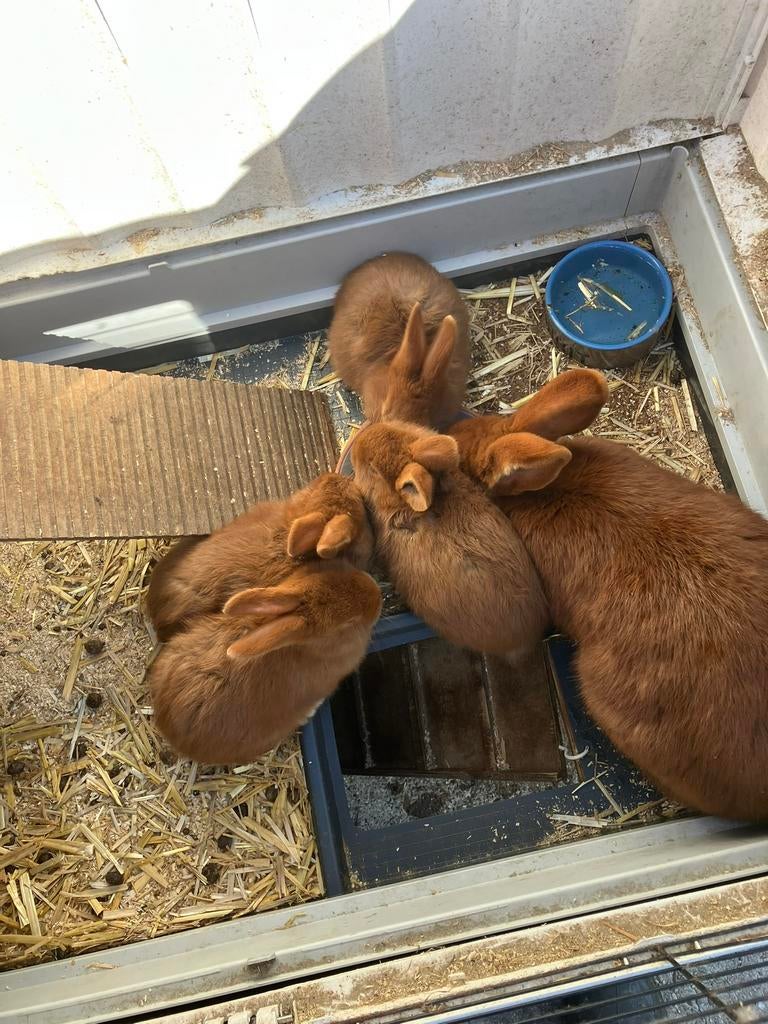 Te koop, Dieren en Toebehoren, Vrouwelijk, Middelgroot, 0 tot 2 jaar