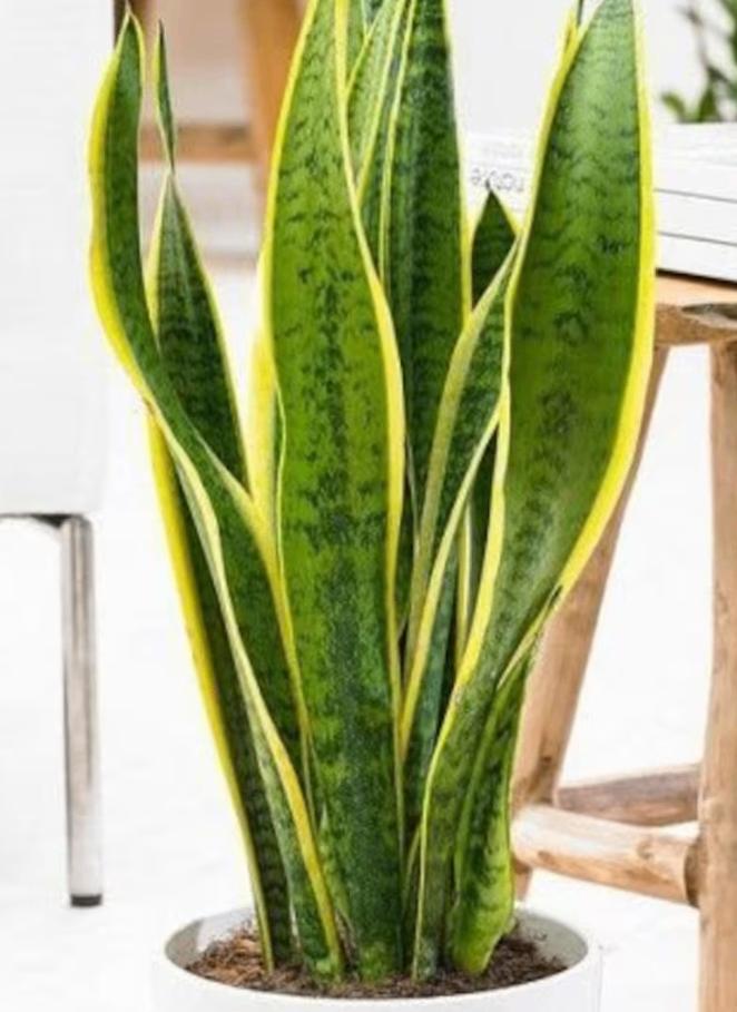 Gratie sanseveria stekjes gezocht, Huis en Inrichting, Overige soorten, Minder dan 100 cm, Bloeiende kamerplant, Halfschaduw