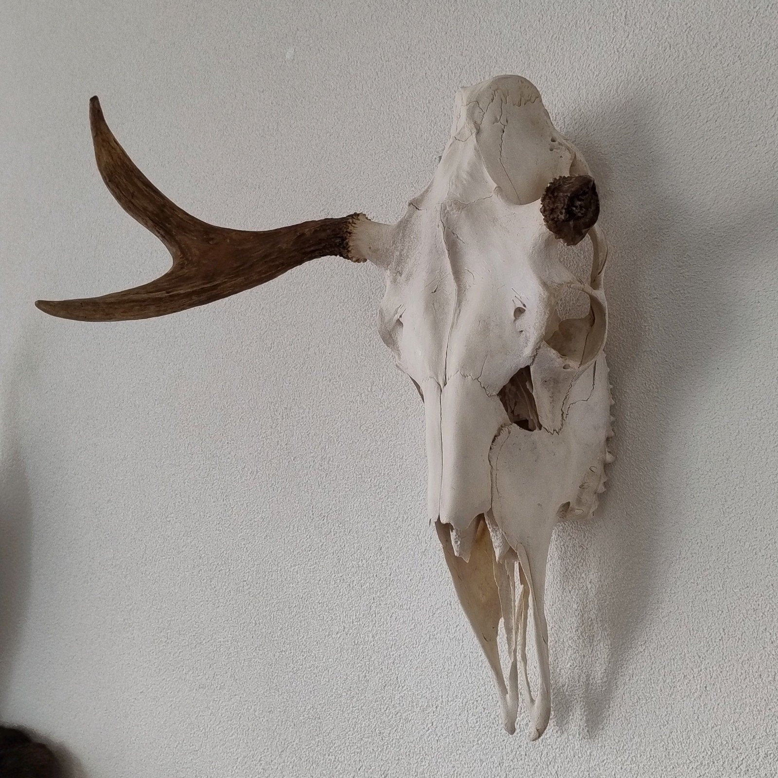 Eland schedel misgroeid abnorm gewei, Ophalen of Verzenden, Hert, Gewei of Kop