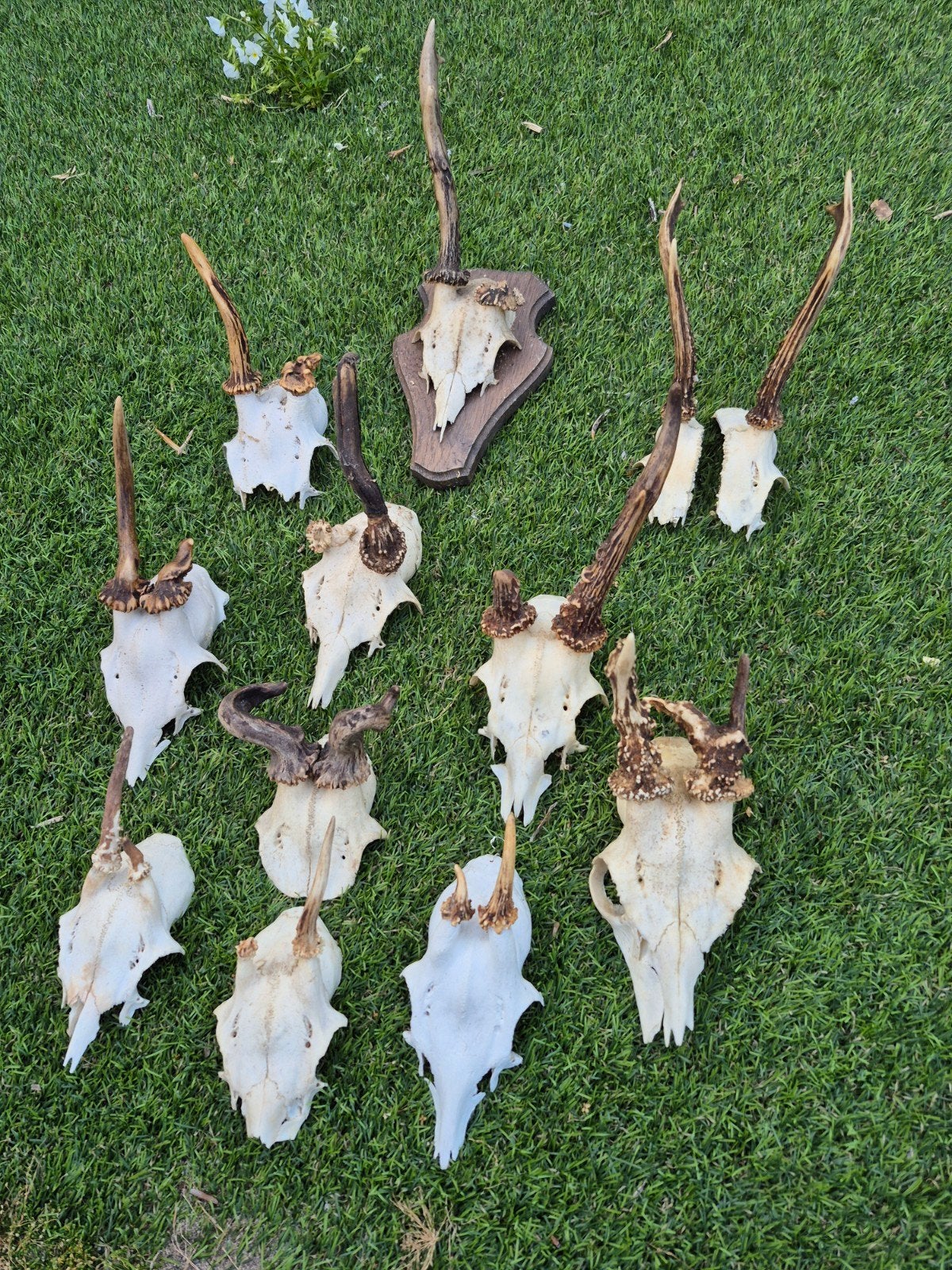 Set reegeweitjes Abnorm - Gewei - Jacht - Jagen, Ophalen of Verzenden, Hert, Gewei of Kop