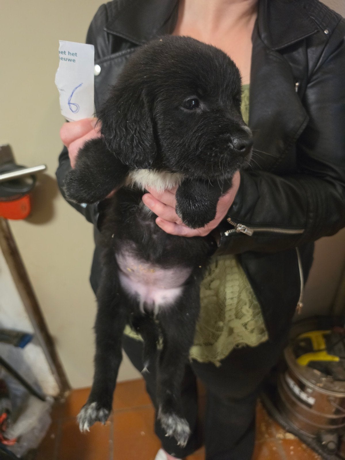 Golden Retriever x Sint Bernard pups te koop zwart met wit, 8 tot 15 weken, Meerdere, Meerdere dieren, Parvo