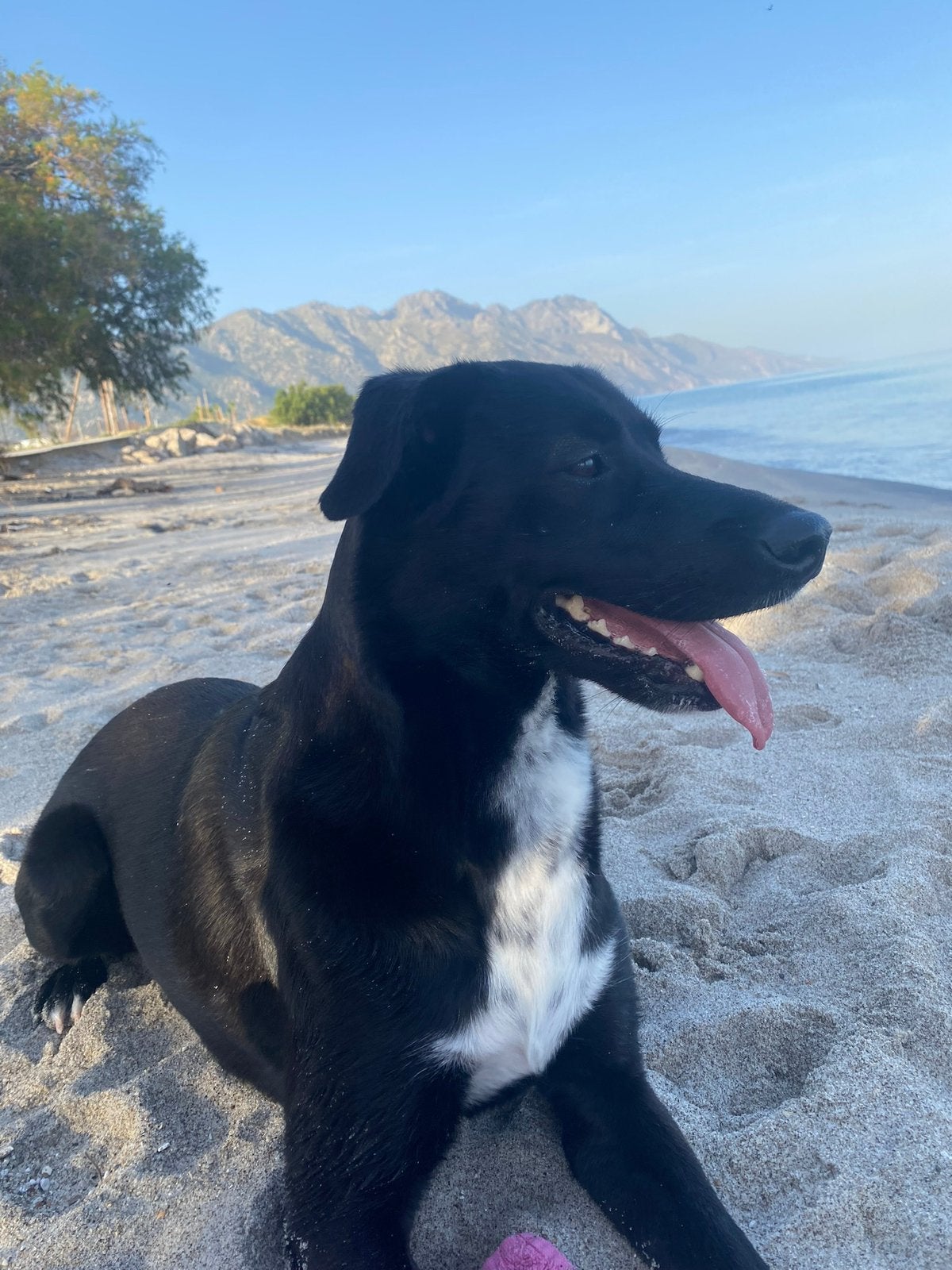 Liefdevol huis gezocht voor lieve hond Bella, 6 jaar of ouder, Particulier, Rabiës (hondsdolheid), Buitenland