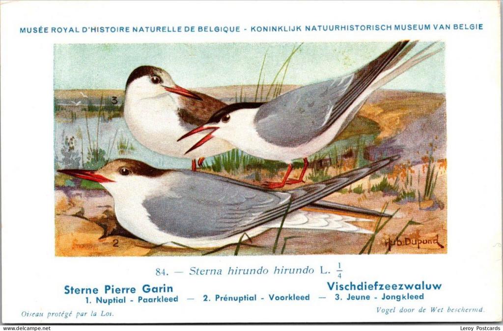 Visdiefzeezwaluw / Common tern – Nº 84 – (KBIN / IRSNB), Verzenden, 1940 tot 1960, Ongelopen, Vogel